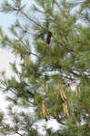 Eastern white pine